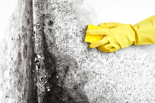 Why You Should Choose Our Mold Remediation Services in Moosic, PA