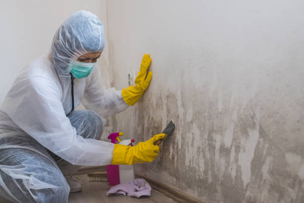 Moosic, PA Mold Prevention & Removal  Company