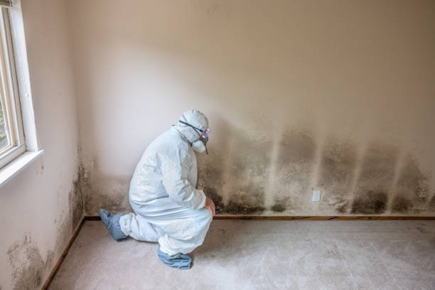 Mold Documentation for Insurance Claims in Moosic, PA